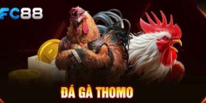 Đá gà thomo