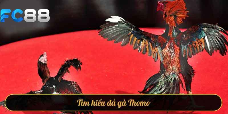 Tìm hiểu đá gà thomo