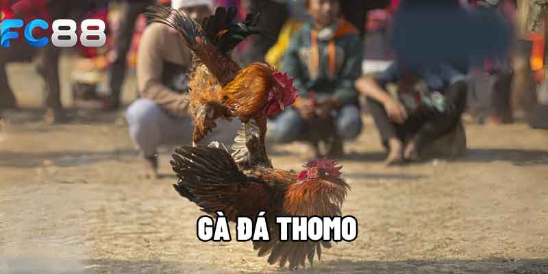 Hình thức hoạt động của đá gà thomo tại FC88
