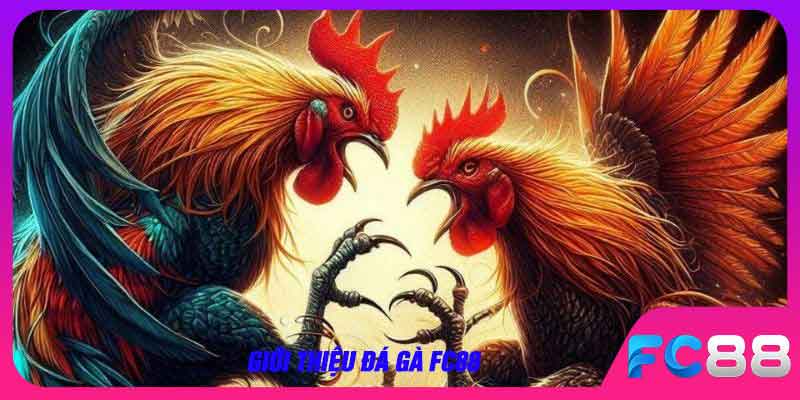 Giới thiệu đá gà FC88
