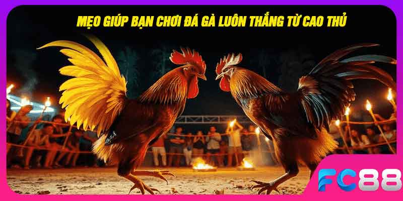 Mẹo giúp bạn chơi đá gà luôn thắng từ cao thủ